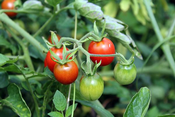 wysokiej jakości naturalne nawozy dla pomidorów